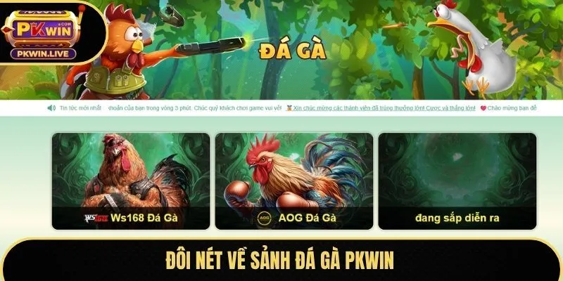 Đôi nét về sảnh đá gà Pkwin